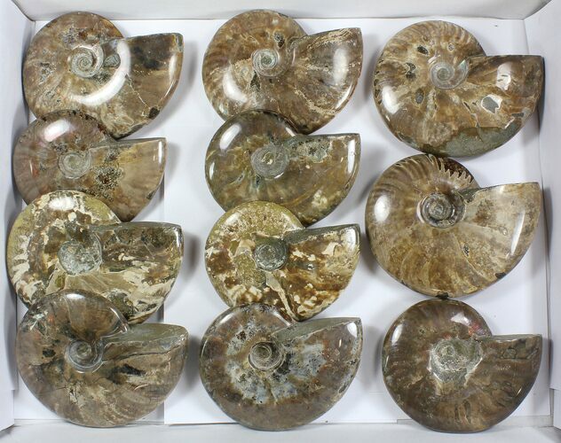 Lot: - Whole Polished Ammonites (Grade B/C) - Pieces #77760
